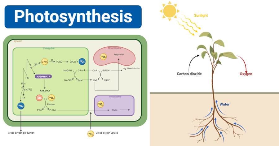 Photosynthesis- Definition, Equation, Steps, Process, Diagram