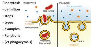 Pinocytosis and Phagocytosis