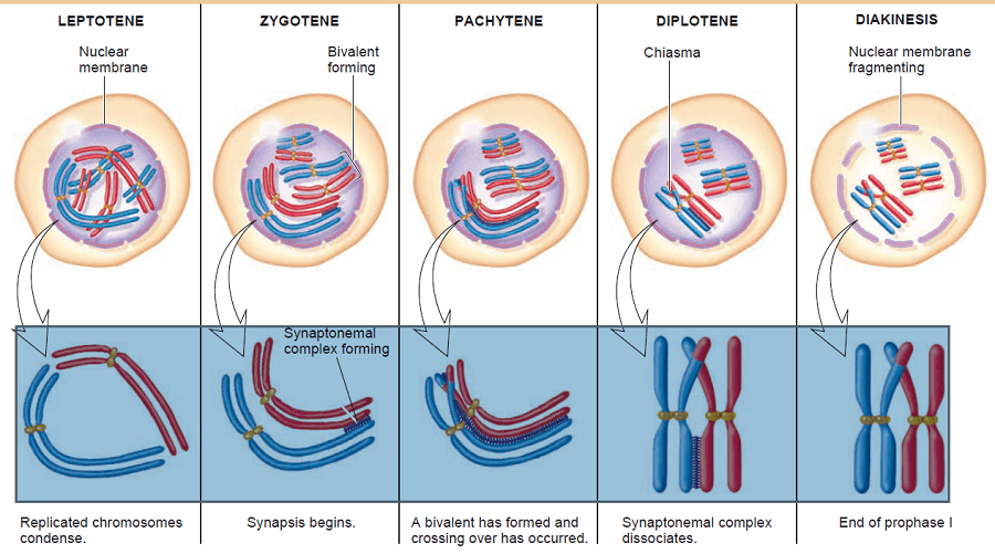 Prophase 1 stages of Meiosis