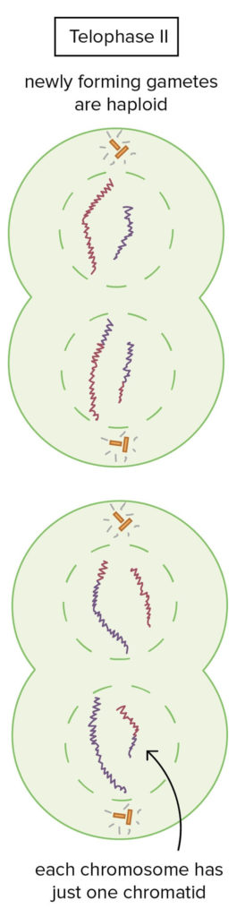 Telophase II in meiosis