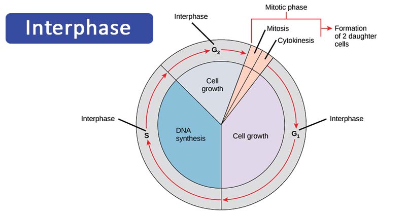 Interphase- Definition, Stages, Cell cycle, Diagram, Video
