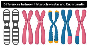 Differences Between Heterochromatin and Euchromatin