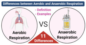 Differences between Aerobic and Anaerobic Respiration
