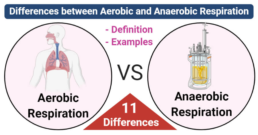 Aerobic vs Anaerobic Respiration- Definition, 11 Differences, Examples