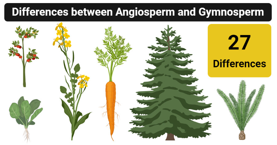 examples of angiosperms and gymnosperms
