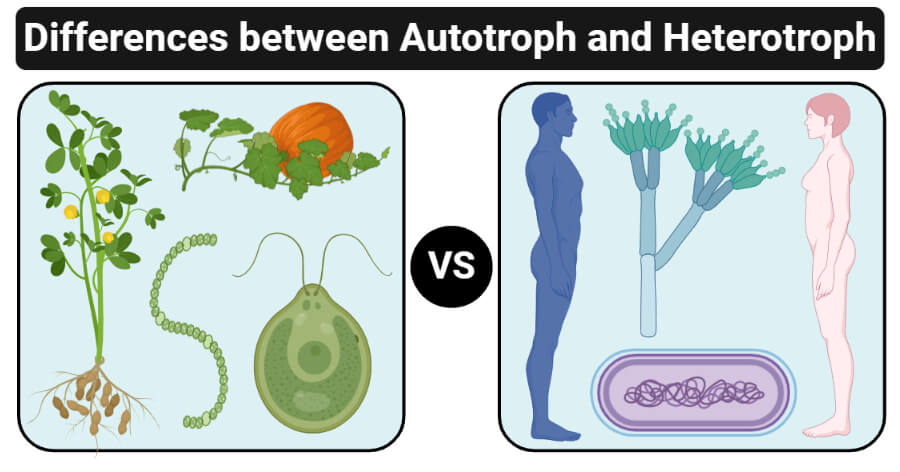 Differences between Autotroph and Heterotroph (Autotroph vs Heterotroph)