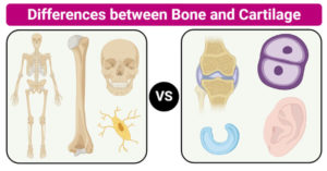 Differences between Bone and Cartilage (Bone vs Cartilage)