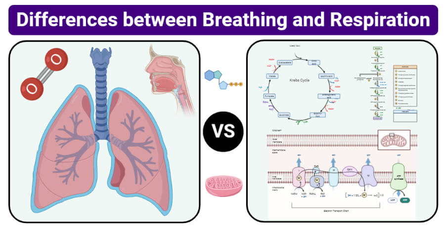 Differences between Breathing and Respiration (Breathing vs Respiration)