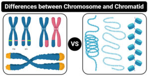Differences between Chromosome and Chromatid (Chromosome vs Chromatid)