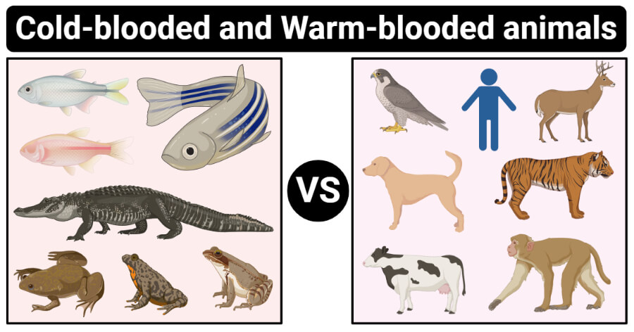 Cold-blooded vs Warm-blooded animals- Definition, 16 Differences, Examples