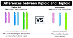 Differences between Diploid and Haploid (Diploid vs Haploid)