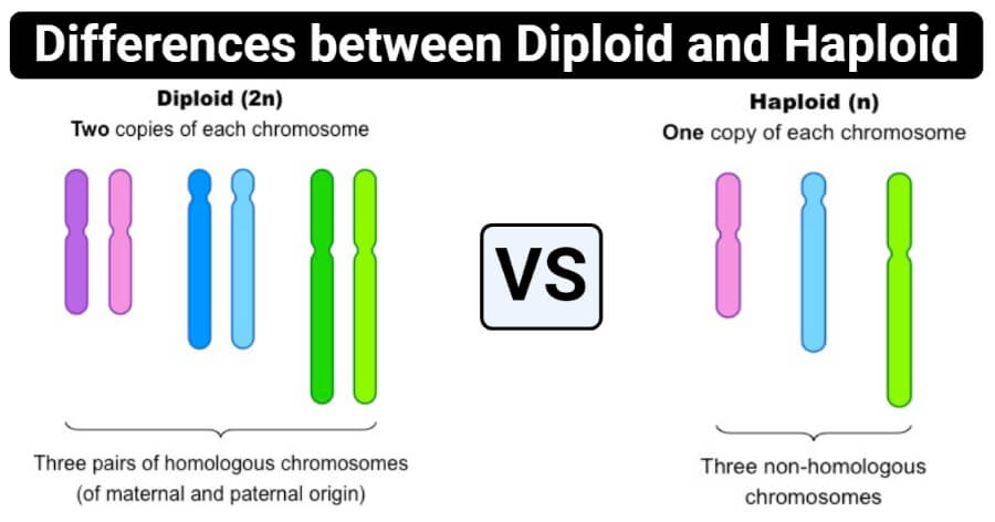 Diploid Vs Haploid Definition 12 Major Differences Examples