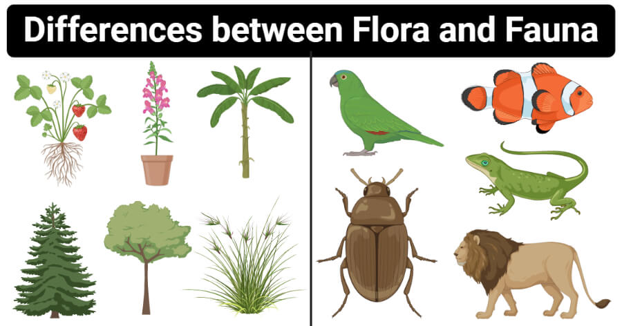 Flora vs Fauna- Definition, 12 Major Differences, Examples