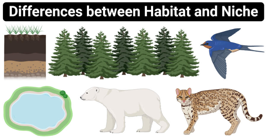 Habitat vs Niche- Definition, 14 Major Differences, Examples