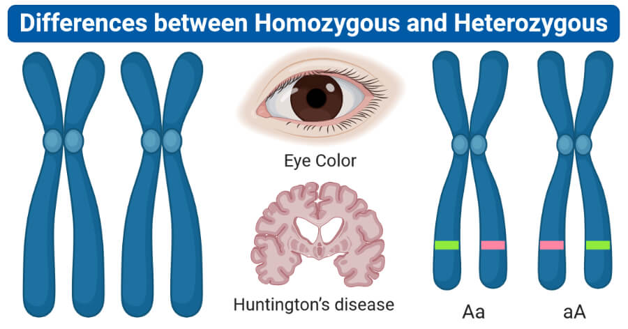 Differences between Homozygous and Heterozygous