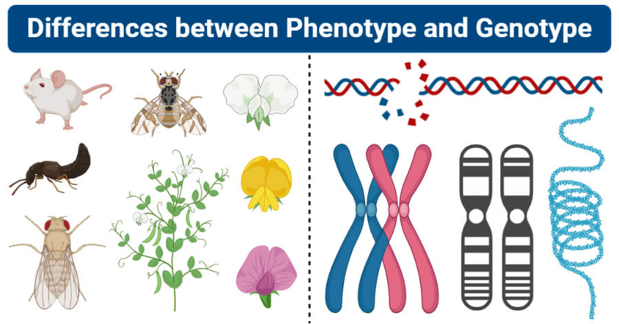 Differences between Phenotype and Genotype