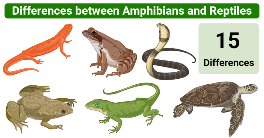Differences between amphibians and reptiles (Amphibians vs Reptiles)