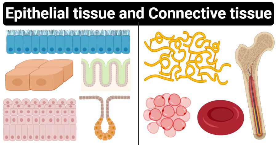 Epithelial vs Connective tissue- Definition, 15 Differences, Examples