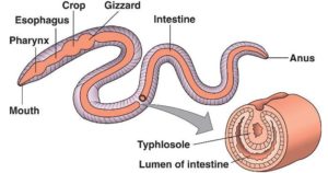 Digestive System of Earthworm