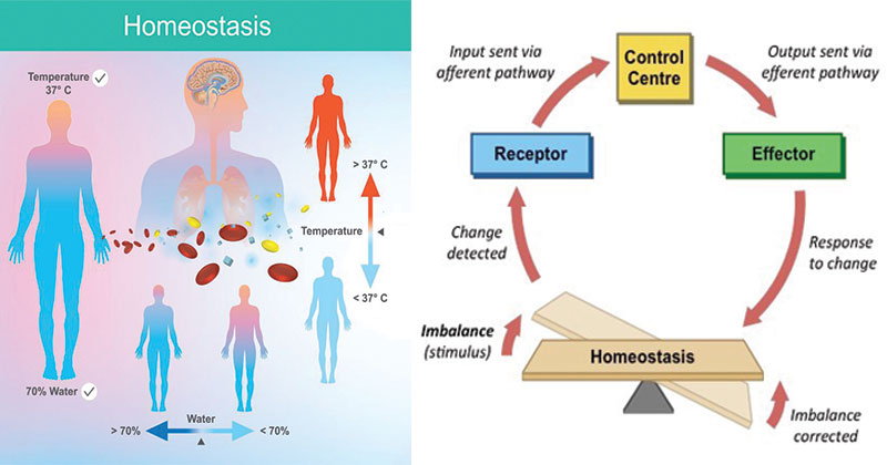 Homeostasis : definition, and  mechanism | B.pharma 2nd sem. Notes 