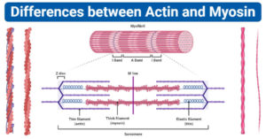 differences between Actin and Myosin (Actin vs Myosin)