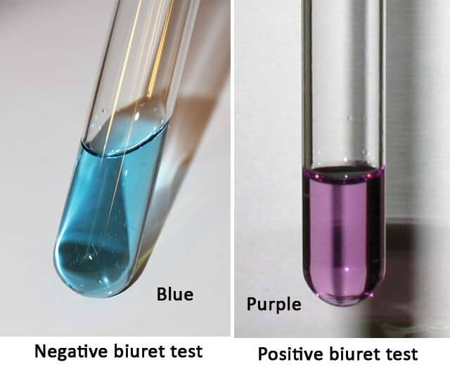 Biuret test for proteins