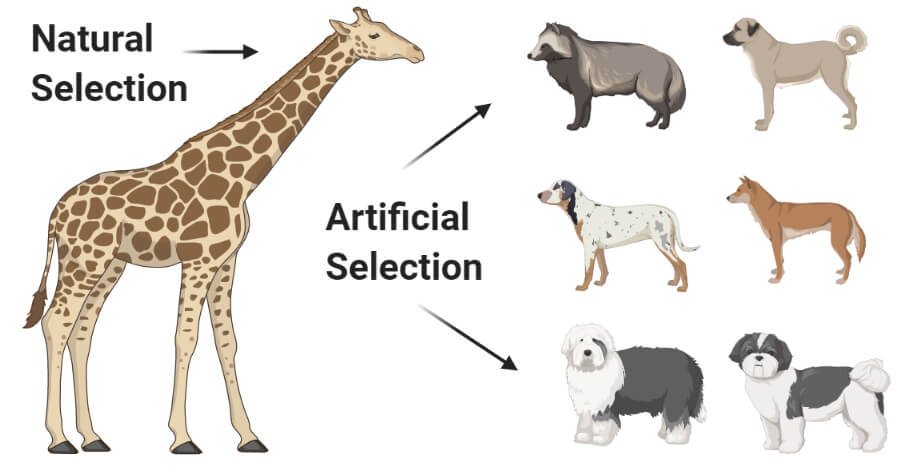 Natural vs Artificial Selection- Definition, 17 Differences, Examples