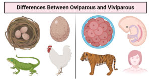 Differences Between Oviparous and Viviparous