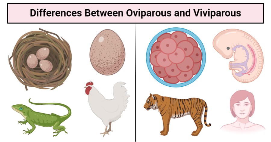 Oviparous vs Viviparous- Definition, 11 Differences, Examples