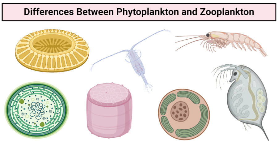 Phytoplankton vs Zooplankton- Definition, 16 Differences, Examples