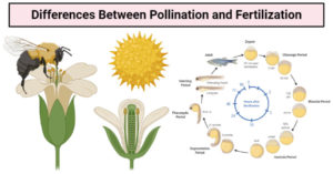 Differences Between Pollination and Fertilization
