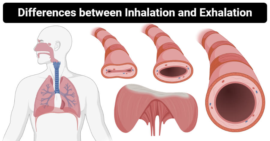 Differences between Inhalation and Exhalation (Inhalation vs Exhalation)