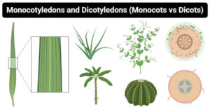 Differences between Monocotyledons and Dicotyledons
