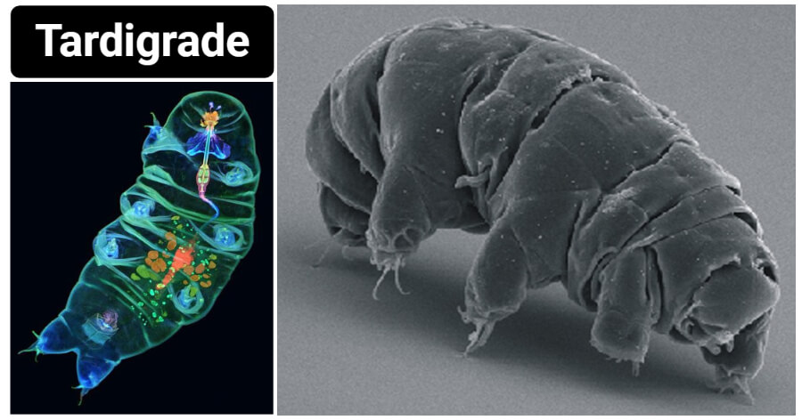 Tardigrade- Definition, Physiology, Interesting facts