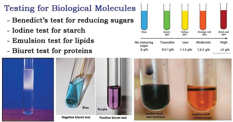 biological molecules test