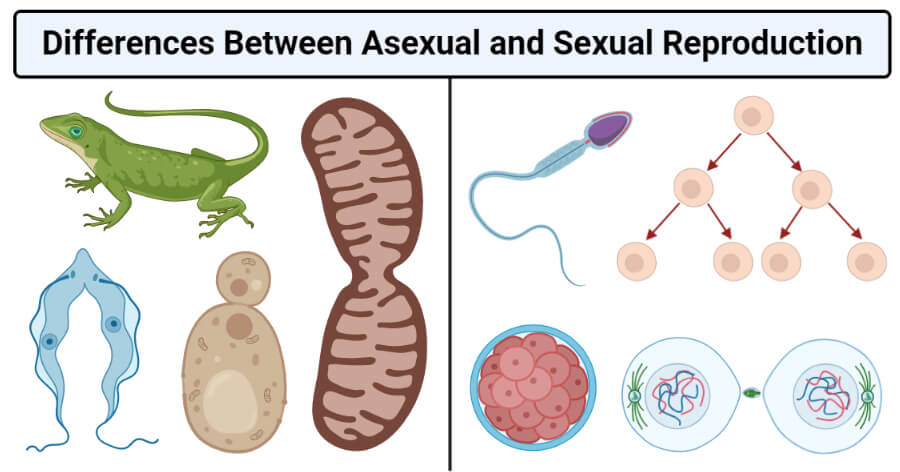 Asexual vs Sexual Reproduction- Definition, 16 Differences, Examples