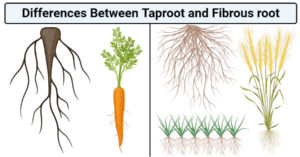 Differences Between Taproot and Fibrous root (Taproot vs Fibrous root)