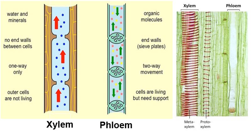 Xylem vs Phloem- Definition, 18 Major Differences, Examples
