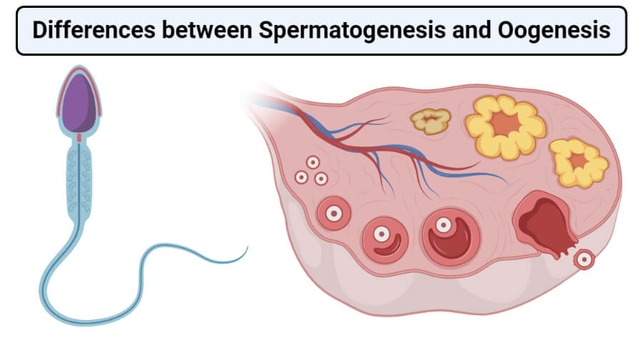 Differences between Spermatogenesis and Oogenesis