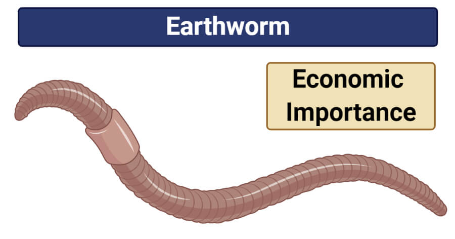 Economic Importance of Earthworm