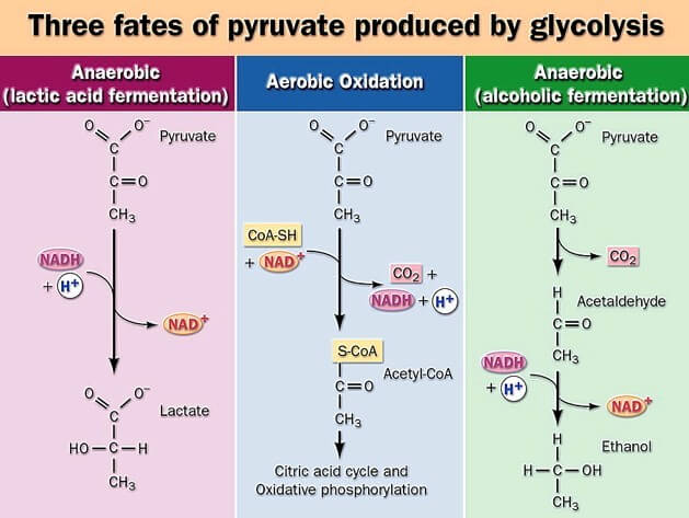 Fate of Pyruvate (Fate of End product of Glycolytic pathway)