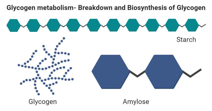 Glycogen metabolism- Breakdown and Biosynthesis of Glycogen