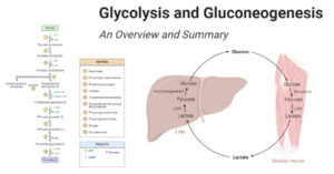 Glycolysis and Gluconeogenesis