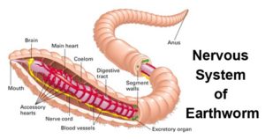 Nervous System of Earthworm