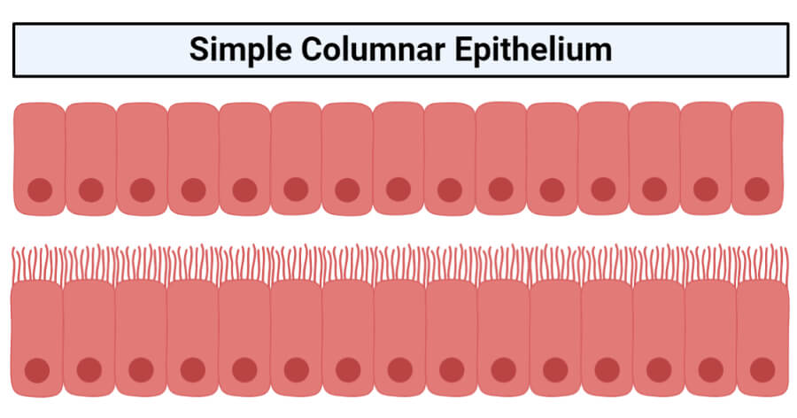 Simple columnar epithelium