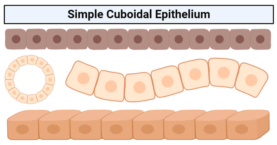 Simple cuboidal epithelium