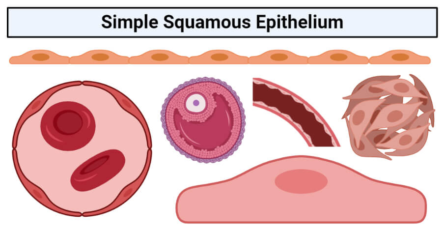 Simple squamous epithelium- structure, functions, examples