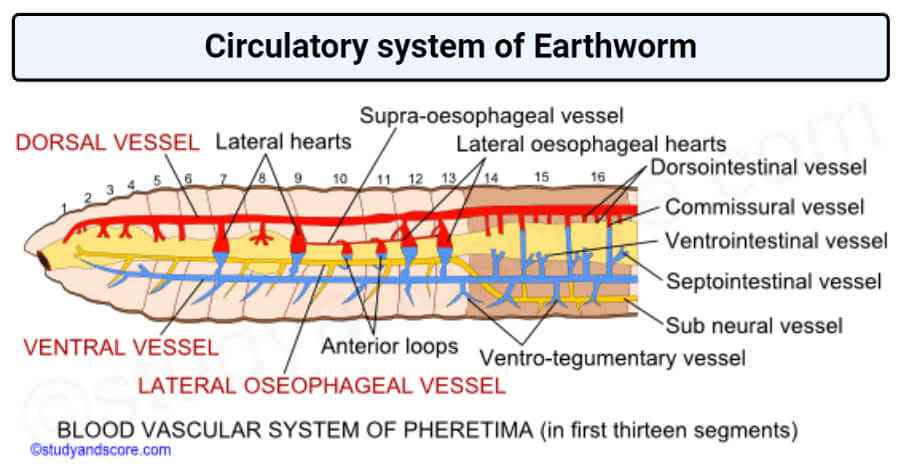 Circulatory system of earthworm