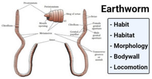 Earthworm- Habit, Habitat, Morphology, Bodywall, Locomotion