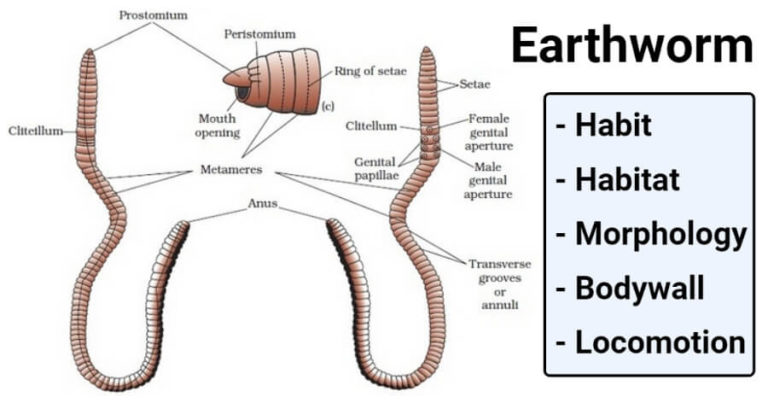 Earthworm Habit Habitat Morphology Bodywall Locomotion 